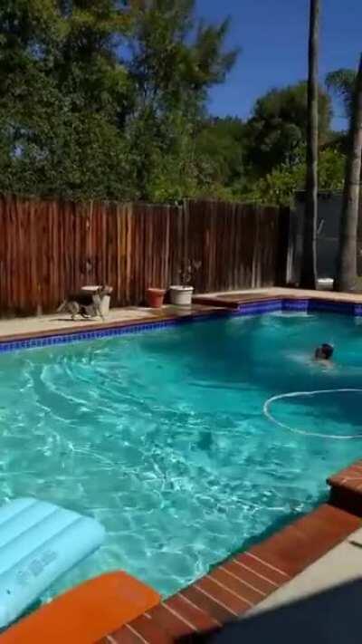 German Shepard alerts everyone and doesn't hesitate to jump in the water to save his owner.