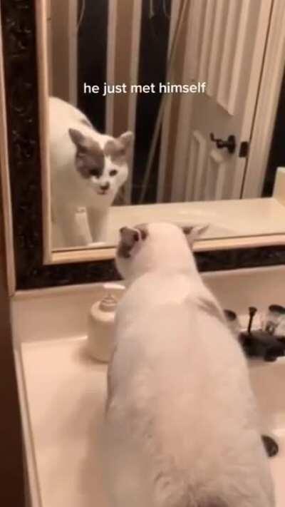 just a cat getting mad at his own reflection