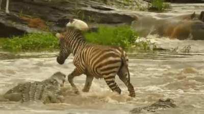 Zebra foal is too tired to fear anything.