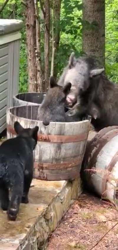 🔥 in 95 degree weather, a mama bear and her cubs stopped by to play around in some water filled barrels in East Tennessee 🔥