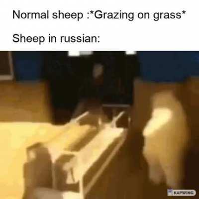 Sheeps be on drugs in russia