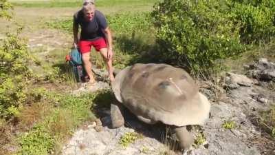 reporter interrupted mating tortoises