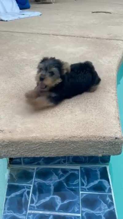 Rare pup wanting to swim