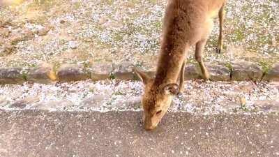 Deer and cherry blossoms in Nara Park, Japan