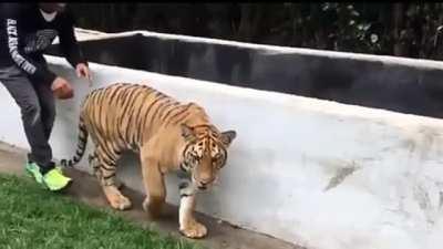 Lewis Hamilton Scares a Tiger