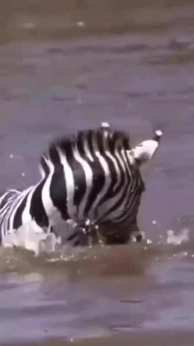 Zebra turns the table and goes all Nile on a Nile Crocodile!