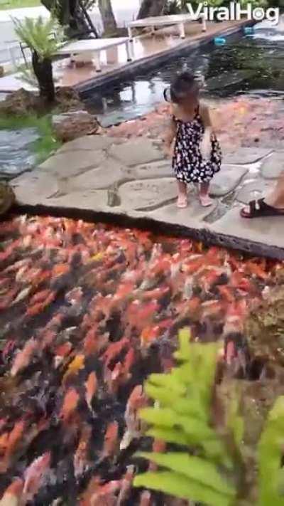 A great view of koi feeding in Thailand