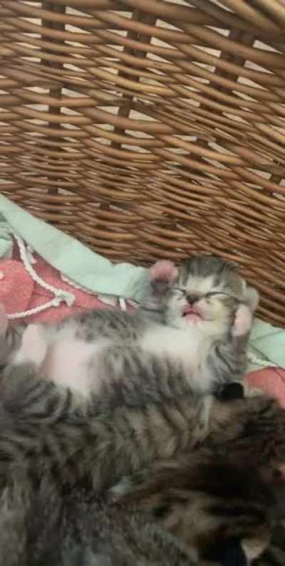 Smol dreamy blep