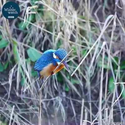 🔥 Kingfisher keeping its head completely stable.