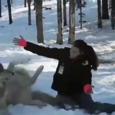 Beautiful grey wolf becomes a good boy when visited by woman who helped raise his pack