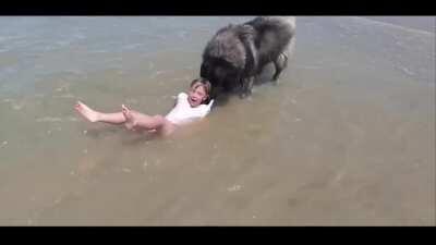 This dog foreseeing potential danger and pulls little girl back to shore