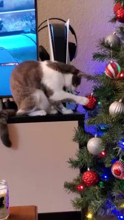 New cat owner, do they all gently fondle Christmas tree ornaments?