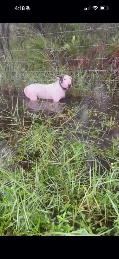 Dog tied to fence during  Hurricane Milton’s approach rescued by Florida Highway Patrol