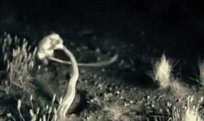 Rat Cheats Death as It Battles Hungry Snake in Epic Fight.