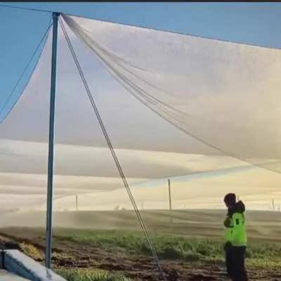 Watering crops with the night's condensation