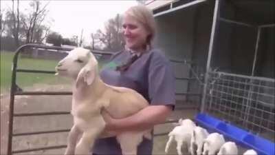 First interaction between baby and baby goat