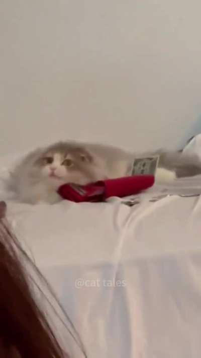 Catculations
