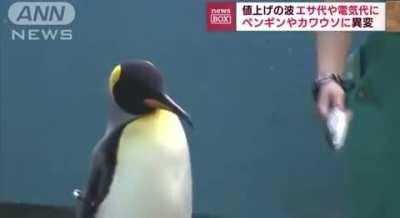 An aquarium in Japan has changed the diet of its penguins and otters due to rising costs, and the animals are refusing to eat the cheaper fish