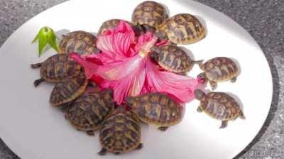 (+8262) My tortoise hatchlings eating a hibiscus flower