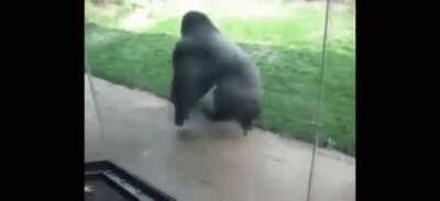 *NEW AND REAL* spinning gorilla