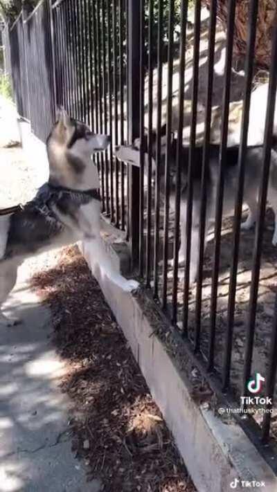 Husky Love