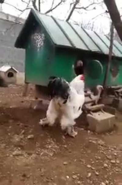 Giant Brahma Rooster steps out of the Hen House.