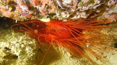 Flame scallop (aka Electric Clam) from a dive in the Philippines [OC]