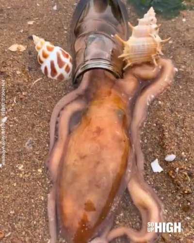 This octopus going into a bottle