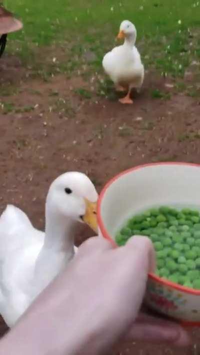 Ducks annihilate peas