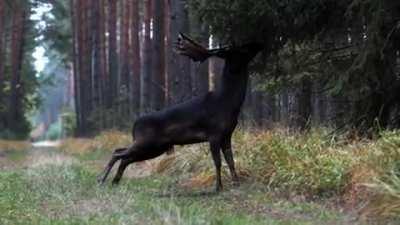 Black fallow deer recently seen in Baryczy Valley in Poland