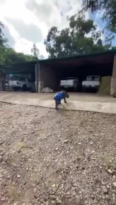 Baby Rhino running around in cold weather with her favourite blankie (OC)