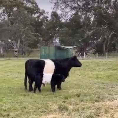 The way this baby calf perfectly lines up with its momma