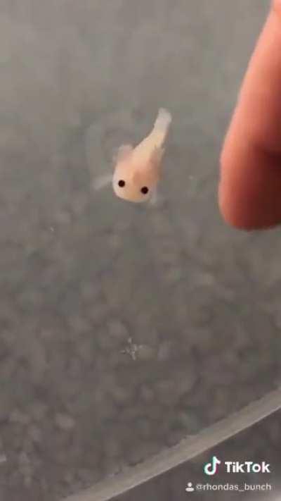 Baby Axolotl