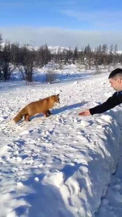 Foxes 🤝 Russians