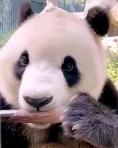 🔥 Adorable Giant Panda Eating Bamboo Shoots