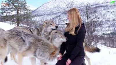 How wild wolves greet each other