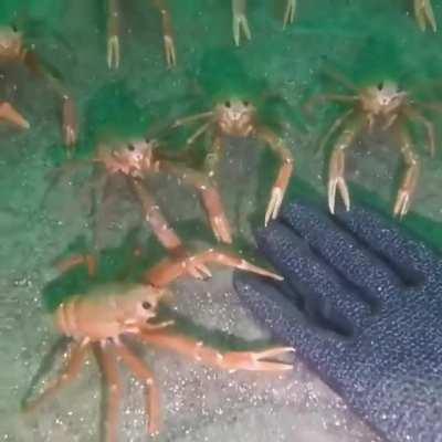 A diver encounters very curious tuna crabs near La Jolla, California