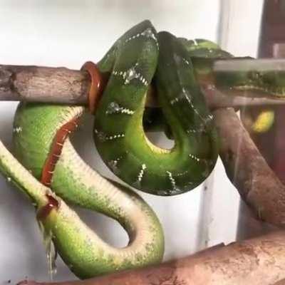 Snake giving birth