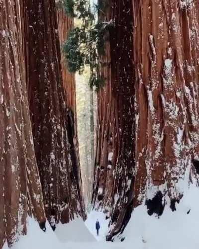 🔥 Giant sequoia trees with Human for scale