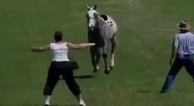 HMF while I get run over by a horse