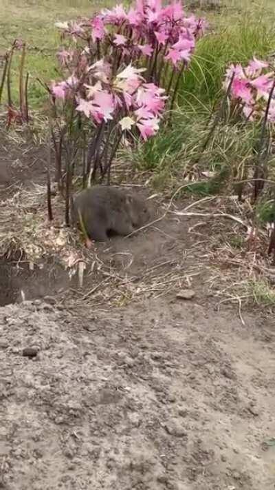 Just a baby wombat having a scratch