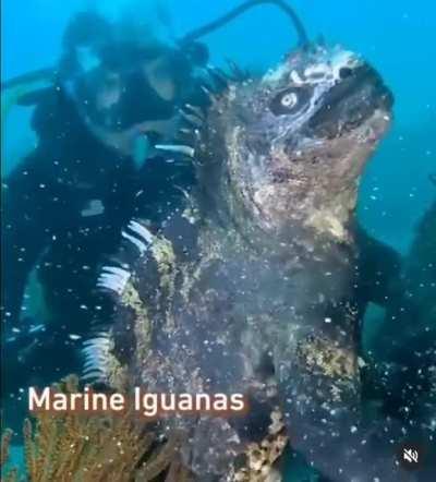 Marine Iguanas (Marine Lizards)