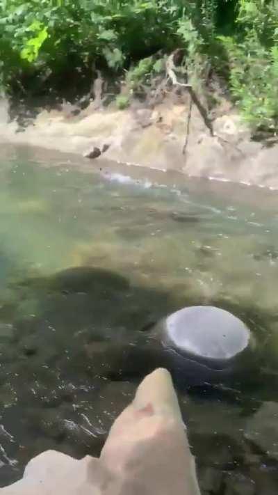 This extremely fast bird running on water