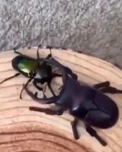 bEeTle gEtS atTacKeD bY rOboT cOunTerParT