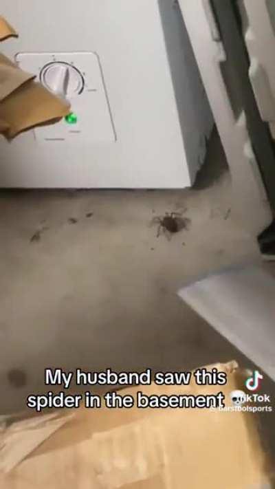 Fuck you an your arachnophobia 