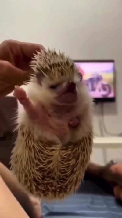 Uh Guys... What you doing to hedgehogs? 