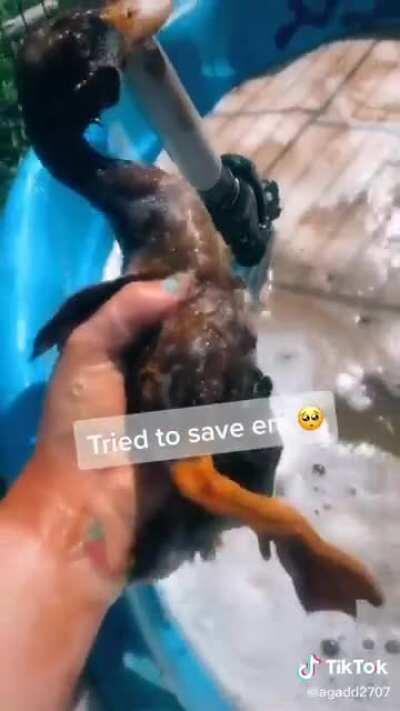 Girl put ducks in a tub of oil so she could &quot;save&quot; them on tiktok