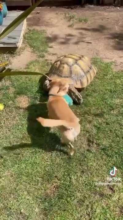 I love you puppy who wants to play with the turtle