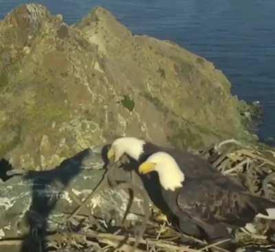 Eagle couple having a disagreement on how to organize nest