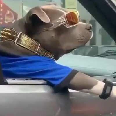 Probably coolest dog you will see today